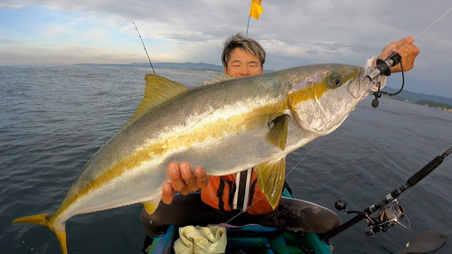 ヒラマサの釣果