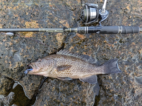 オオモンハタの釣果