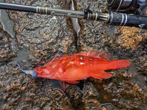 アカハタの釣果