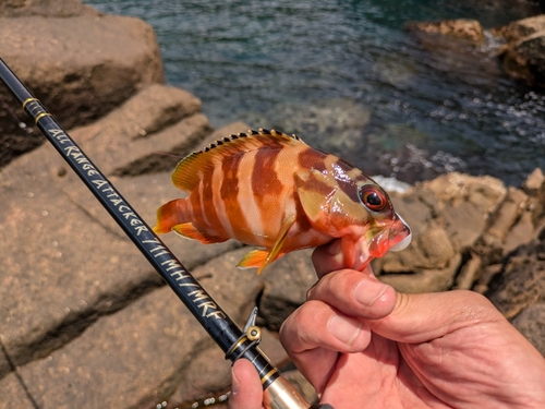 アカハタの釣果