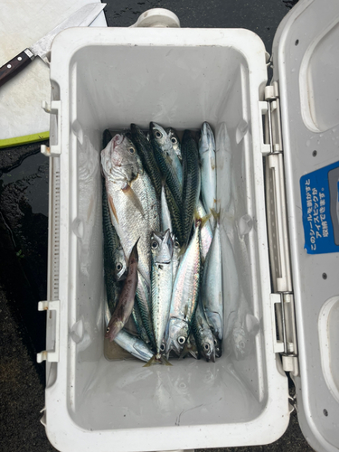 サバの釣果