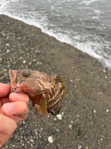 キジハタの釣果