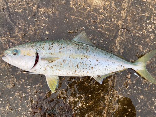 イナダの釣果