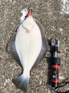 カレイの釣果