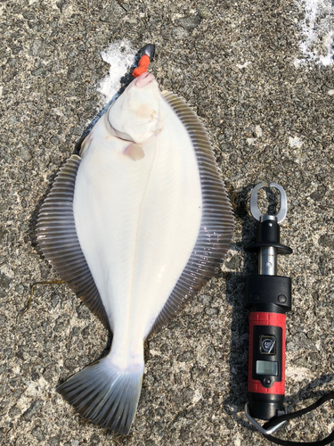 カレイの釣果