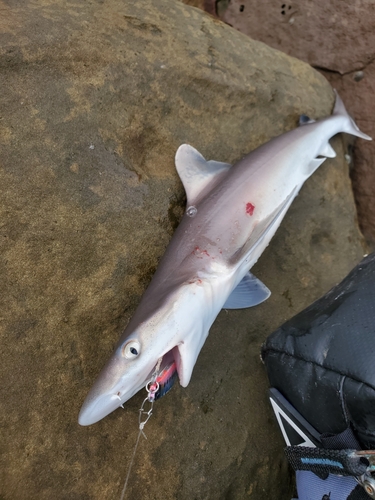 サメの釣果