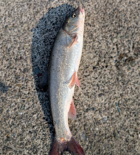 ウグイの釣果