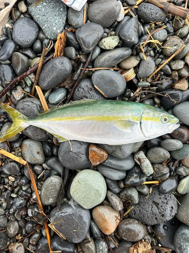 ワカシの釣果