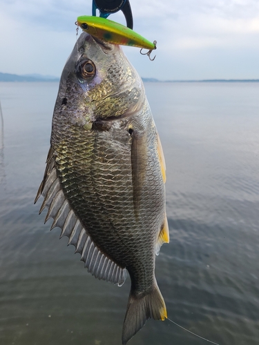 キビレの釣果