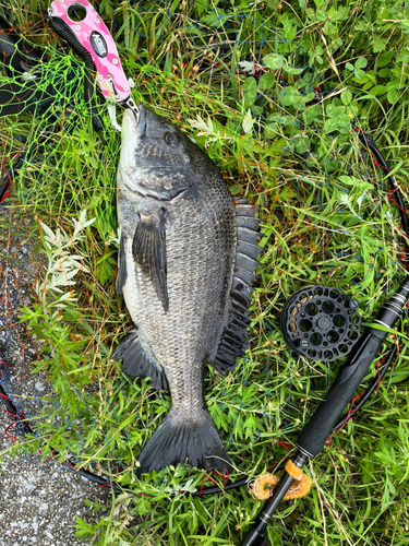 チヌの釣果