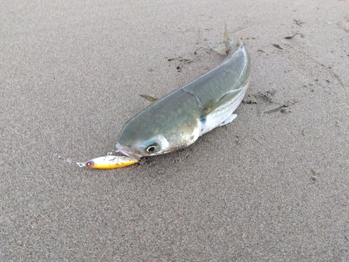 ボラの釣果