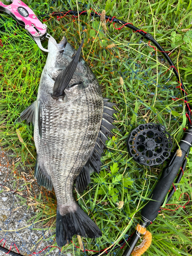 チヌの釣果