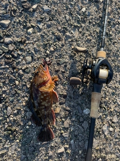 タケノコメバルの釣果