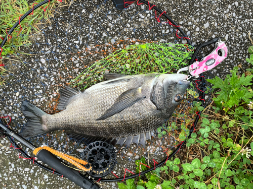 チヌの釣果