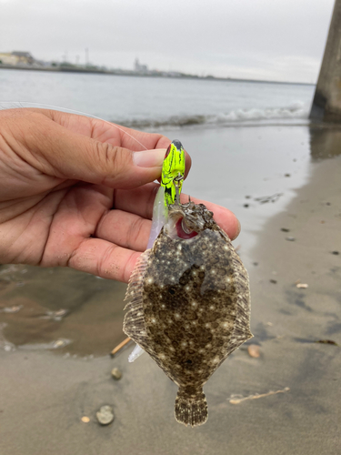 ソゲの釣果