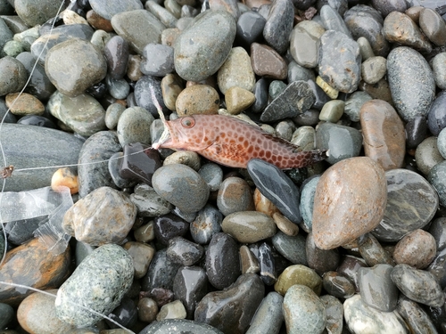 オオモンハタの釣果