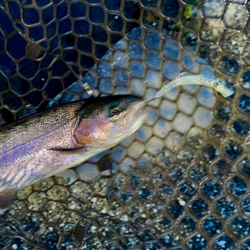 ニジマスの釣果