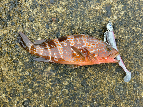 サゴシの釣果