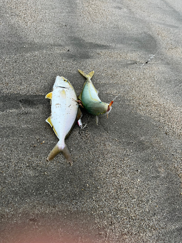 ワカシの釣果