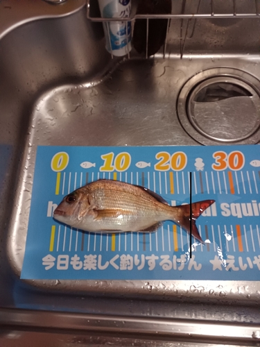 マダイの釣果