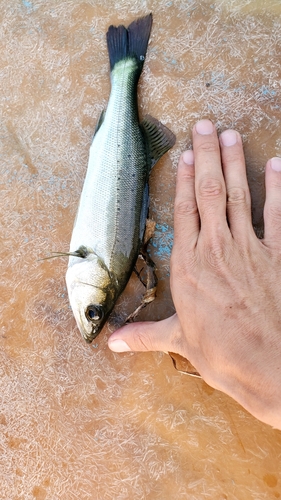 セイゴ（マルスズキ）の釣果