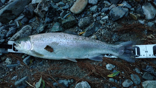 ニジマスの釣果