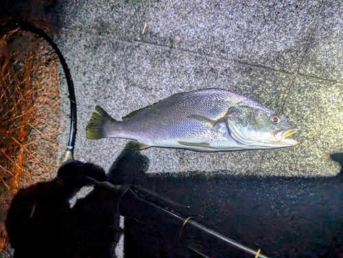 オオニベの釣果