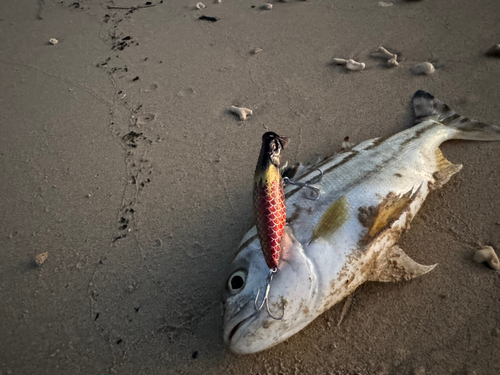 コトヒキの釣果