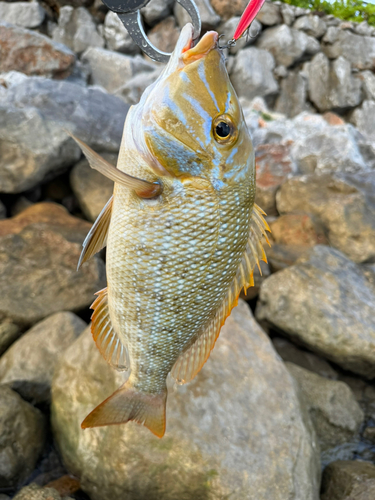 タマンの釣果