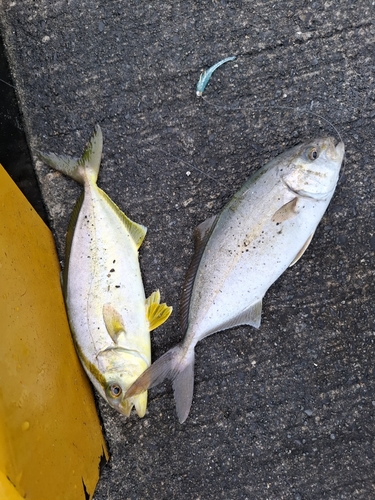 カンパチの釣果