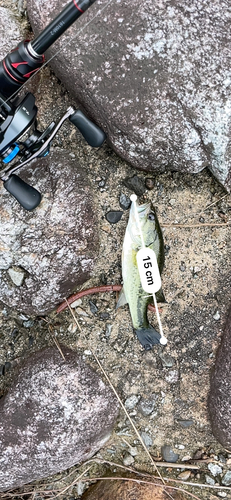 ブラックバスの釣果