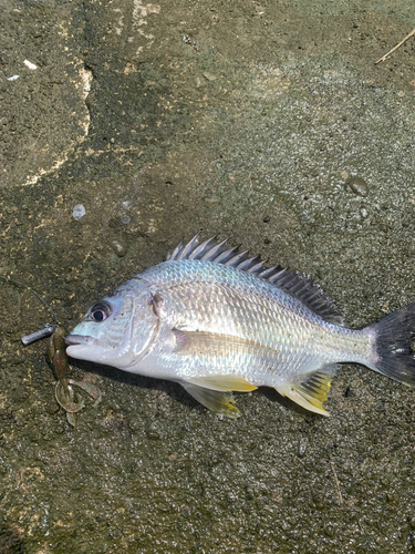 キビレの釣果