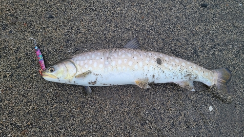 アメマスの釣果