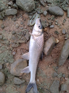 ニゴイの釣果