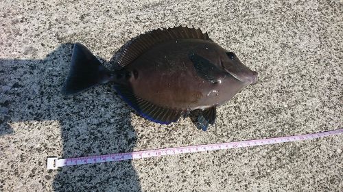 サンノジの釣果