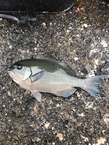 グレの釣果