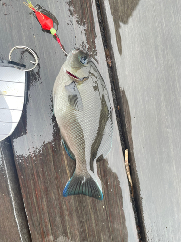 メジナの釣果