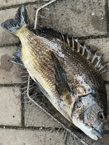 クロダイの釣果