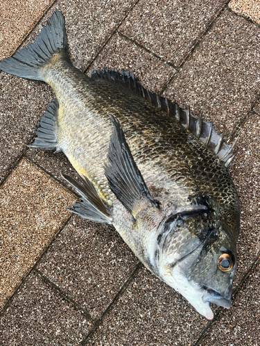 クロダイの釣果