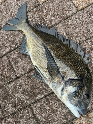 クロダイの釣果