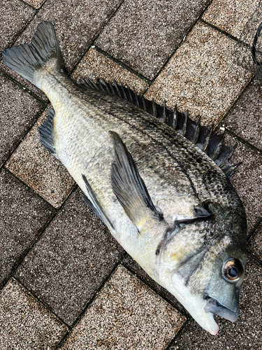 クロダイの釣果