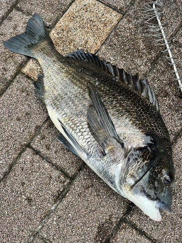 クロダイの釣果