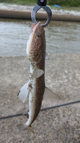 エソの釣果