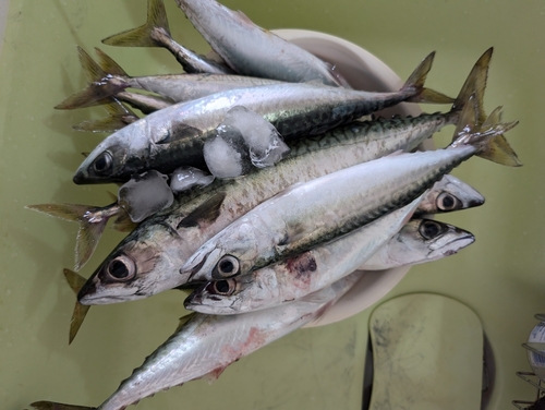 サバの釣果