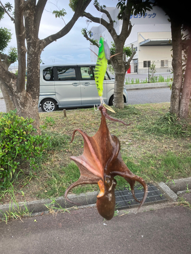 タコの釣果