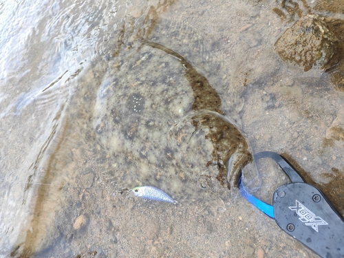 ガンゾウビラメの釣果