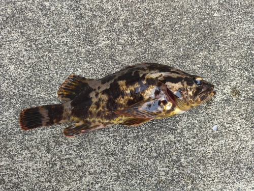 タケノコメバルの釣果