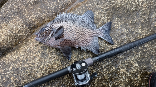 イシガキダイの釣果