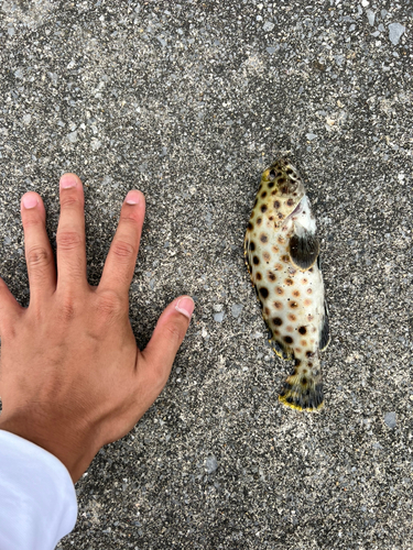 イシミーバイの釣果