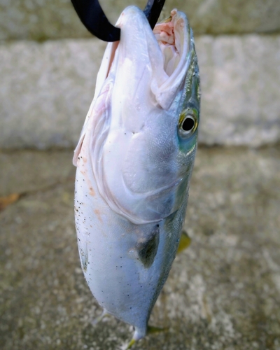 メジロの釣果